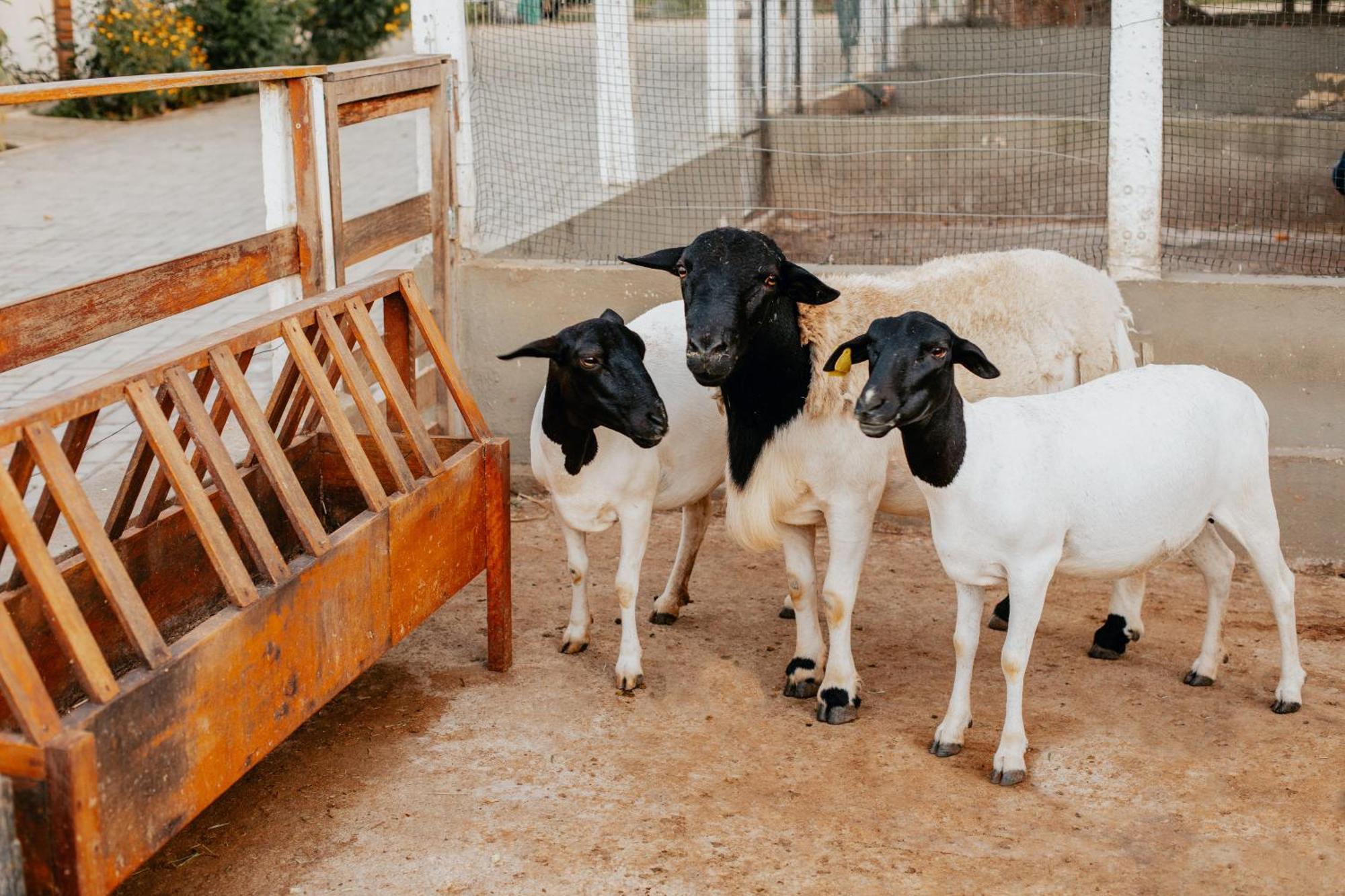 Отель Fazenda Sol Nascente Paudalho Экстерьер фото